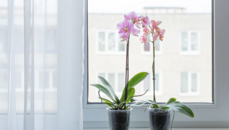 Orchids for Indoor