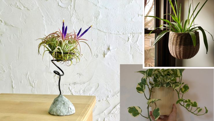 Quirky Plants for Indoor