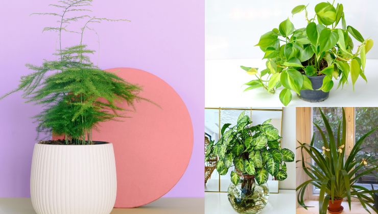 Rapid Growing Plants