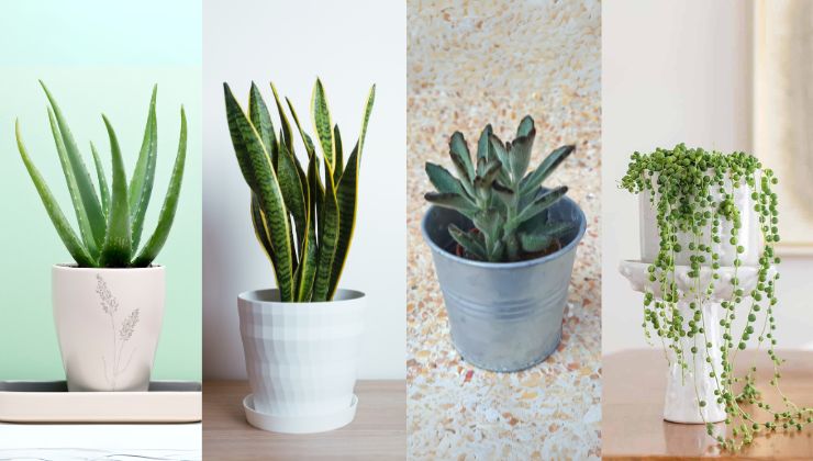 Succulent Plants for Home