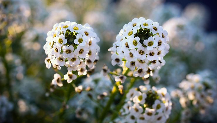 Alyssum