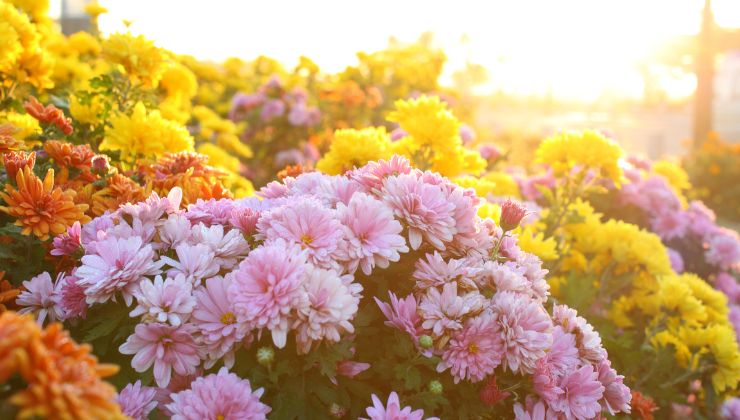Chrysanthemums